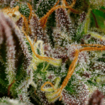 Amnesia - Image 2