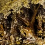 Moon Rock - Image 2