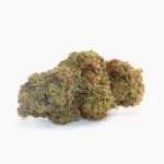 Orange Bud