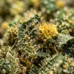 Trim Premium - Image 2